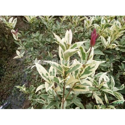 15公分油茶樹市場報價嫁接油茶小苗價格長沙油茶苗哪里有賣