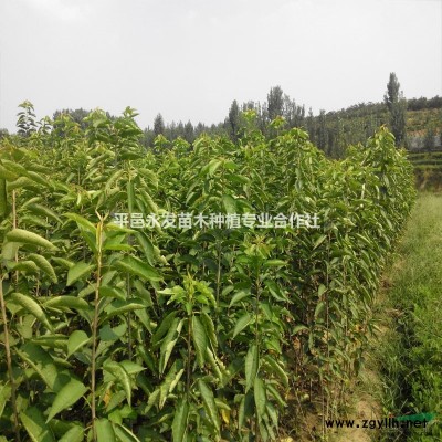 甜茶苗甜茶苗價(jià)格臨沂甜茶苗