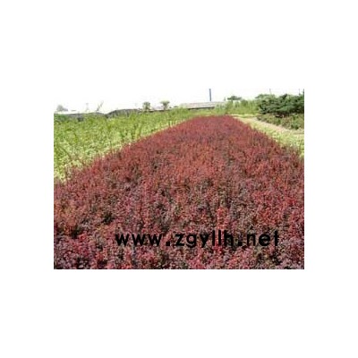 紫薇、紅葉石楠、紅葉小檗