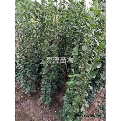 金邊黃楊
