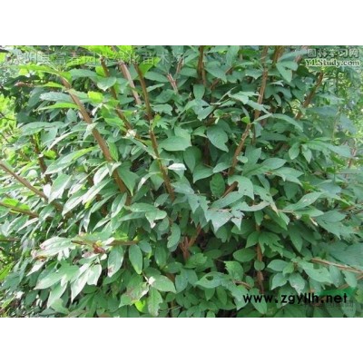 娜塔櫟小苗紅橡樹 工程家具樹苗彩葉樹 紅葉橡樹 量大價優(yōu)