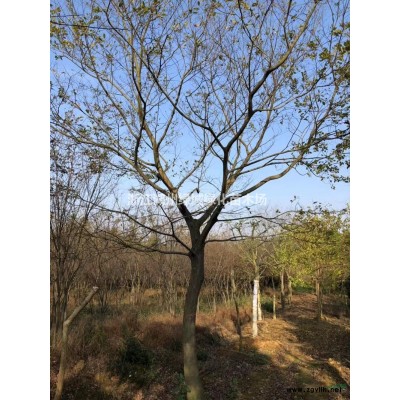 浙江[產(chǎn)品]/浙江納塔櫟 湖州娜塔莉 浙江娜塔櫟價(jià)格/報(bào)價(jià)