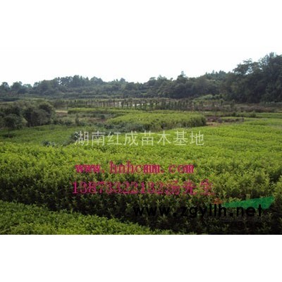 油茶苗，嫁接油茶苗，良種油茶苗，*新品種油茶苗