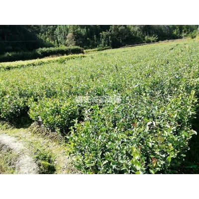 福建油茶苗，高產(chǎn)油茶苗，黃金果小子油茶苗，有裸根苗和杯苗