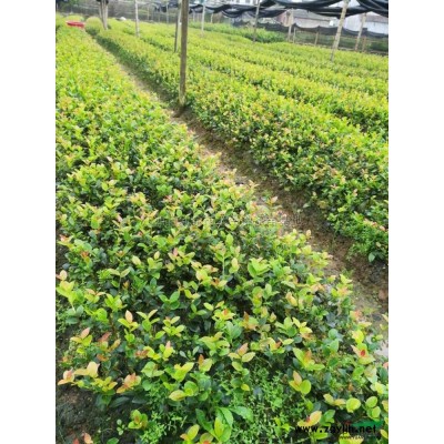 油茶苗行情報價\油茶苗圖片展示