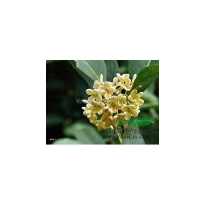 湖北紅葉石楠1/紅葉石楠1批發