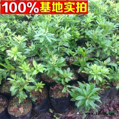 法國冬青苗、法國冬青球、法青樹苗價格工程苗