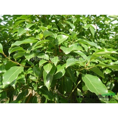 湖南花木法國冬青珊瑚蘭冬青報價冬青價格珊瑚樹價格湖南花木價格