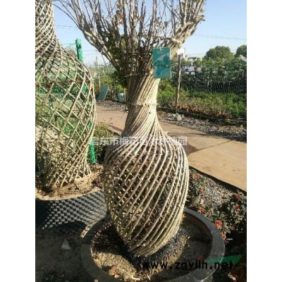 金邊黃楊小苗