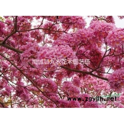 娜塔櫟小苗 基地娜塔櫟樹批發