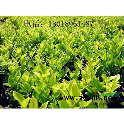 金邊黃楊小毛球