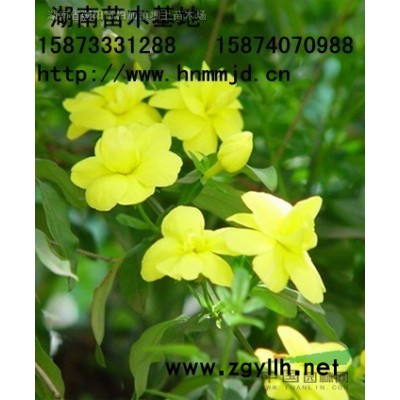 湖南油茶樹 優質湖南油茶實生苗 湖南油茶苗 湖南油茶價格