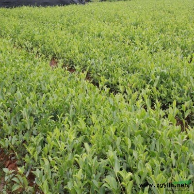 江西省新余長埠進場省定點油茶苗基地