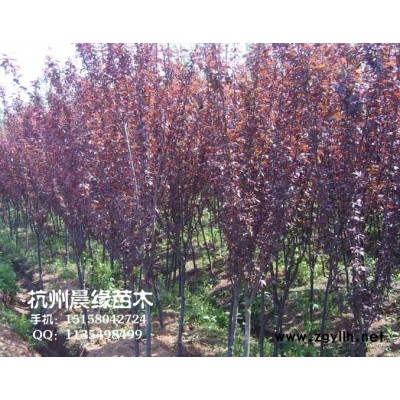 紅葉石楠