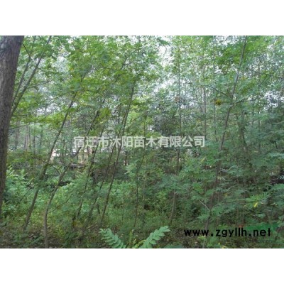 大量供應金邊黃楊球 金邊黃楊球基地