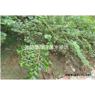 金邊黃楊報價沭陽金邊黃楊價格高嗎