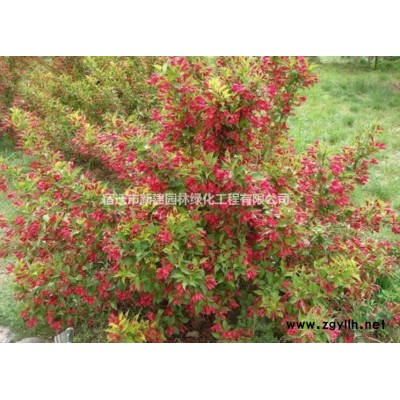 江蘇大花紫薇銷售價格 金邊黃楊批發(fā) 紅葉小波銷售