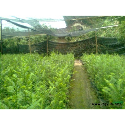 供應油茶苗
