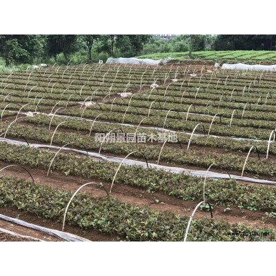 本場直供油茶苗，枳殼苗，酸梅苗，桃苗，楊梅苗，沃柑