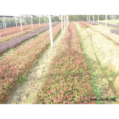 紅葉石楠小苗