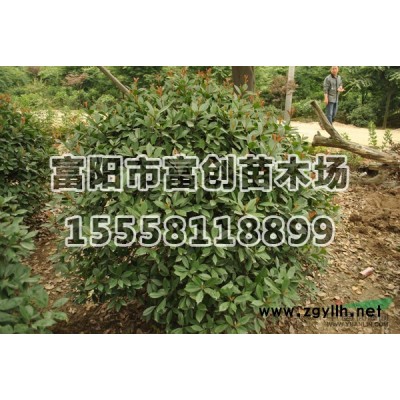 金邊黃楊球