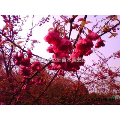 江西金碧輝煌茶花小苗_茶花樹 茶苗供應