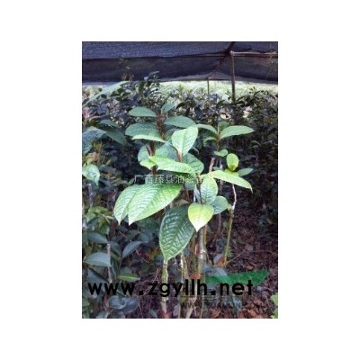 油茶苗、大果紅花油茶苗 大果紅花油茶種子