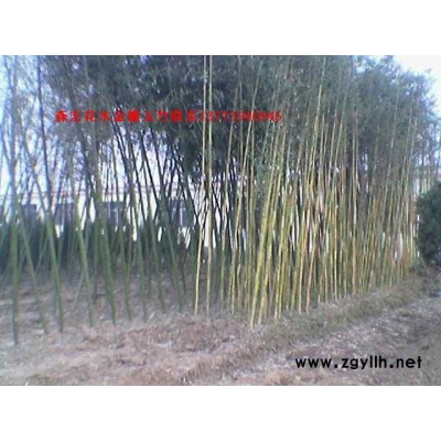 紅葉石楠、金葉女貞、蜀檜、枸樹(shù)、紅葉小檗、等