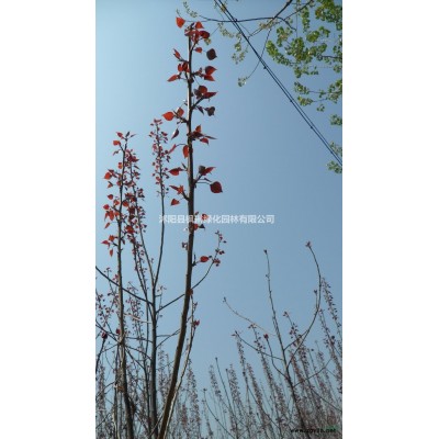 江蘇金邊黃楊價格 玉邊黃楊價格批發(fā)/供應(yīng)