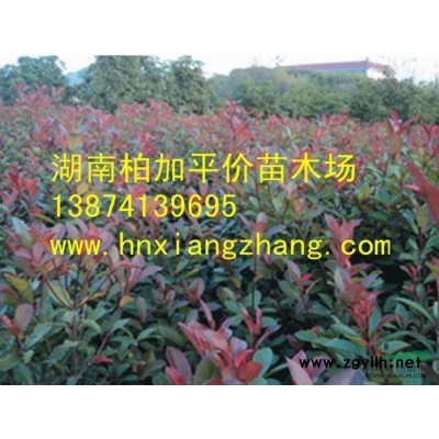 湖南法國(guó)冬青 法國(guó)冬青照片 法國(guó)冬青工程苗 法國(guó)冬青小苗 法國(guó)冬青價(jià)格 法國(guó)冬青基地 法青 珊瑚