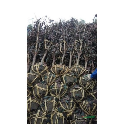 蕭山小鄭園藝場大量低價出售，金邊黃楊色塊苗，毛球