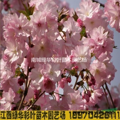 江西供應娜塔櫟小苗報價-娜塔櫟小苗-娜塔櫟基地
