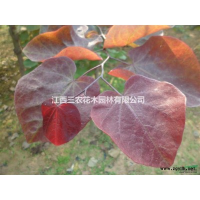 （2公分 3公分 4公分 5公分）娜塔櫟