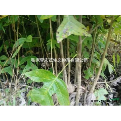 油茶苗木供應(yīng)張家界地區(qū)宏茂生態(tài)種苗有限公司天門山附近
