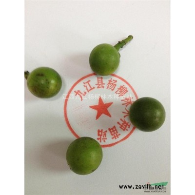 江西厚皮香種子價(jià)格 九江新種子價(jià)格 九江厚皮香種子價(jià)格 江西