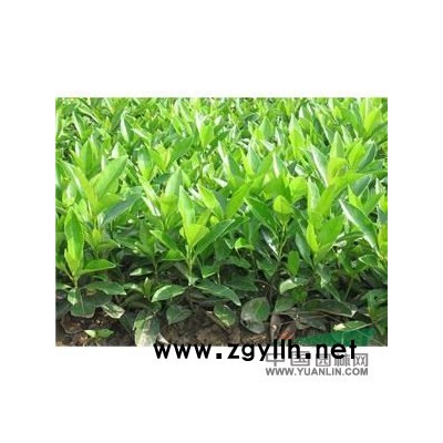 低價直銷//蕭山闊葉十大功勞1-5年苗H20-80，苗粗壯齊