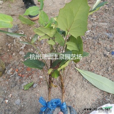 金邊花葉胡頹子小杯大杯盆栽毛球球型綠化工程