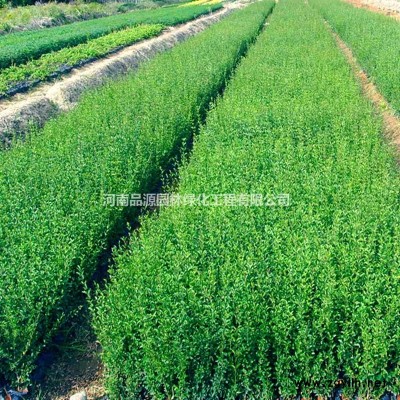 十大功勞價(jià)格 河南狹葉十大功勞小苗批發(fā) 常綠灌木 綠化苗木