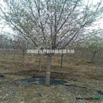 供應闊葉十大功勞灌木 各種苗木小苗 種苗 大小規格*