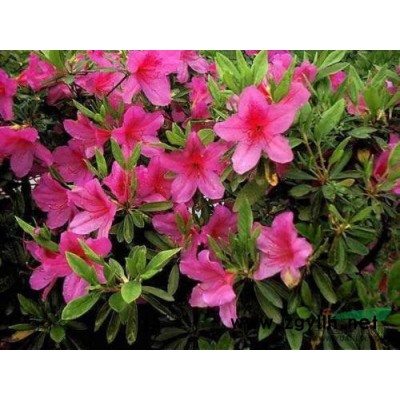 紅楠、厚皮香、灰毛含笑、灰絨含笑、花櫚木、胡柚、黑松價(jià)格表