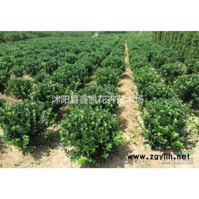 厚皮香價格