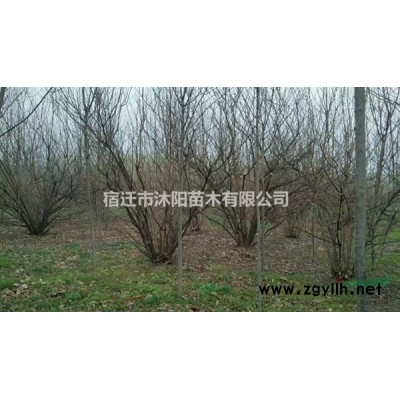 闊葉十大功勞_細葉十大功勞_小葉十大功勞價格產地基地
