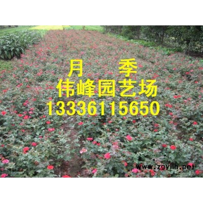 茶梅、灑金柏、闊葉十大功勞