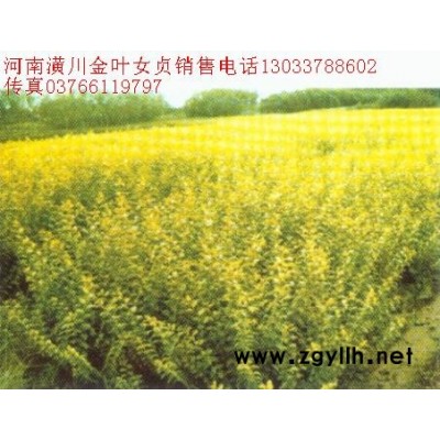 闊葉十大功勞報(bào)價(jià)：冠徑1-2米狹葉十大功勞價(jià)格、十大功勞球