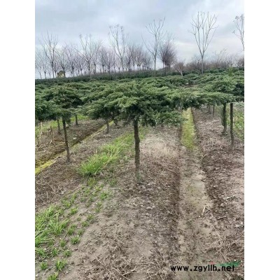 蕭山供應闊葉十大工勞：工程地苗：小杯苗