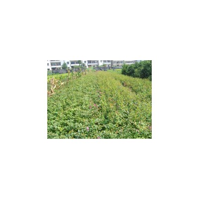 雞爪槭、紅花繼木、垂絲海棠、金葉大花六道木、青珊瑚