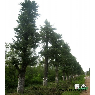 闊葉十大功勞報價/浙江闊葉十大功勞報價