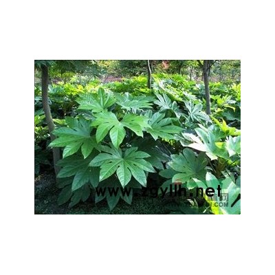 【綠化工程地被植物種植基地】供應黃金菊（茼蒿菊），大花六道木