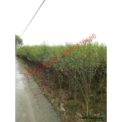 浙江地區優惠供應金葉大花六道木