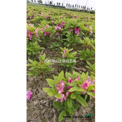 闊葉十大功勞色塊苗小毛球H30H50供應